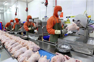 [Litva] Tuyển 50 công nhân chế biến thịt gà đi Litva | Lương cao, hỗ trợ visa & ăn ở